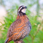 A Singing Northern Bobwhite Quail in the Morning