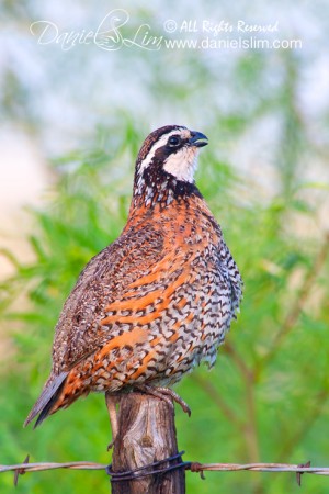 A Singing Northern Bobwhite Quail in the Morning