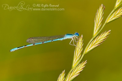 Springwater Dancer Damselfly