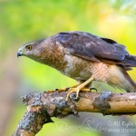 A Stalking Female Cooper Hawk