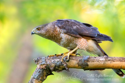 A Stalking Female Cooper Hawk