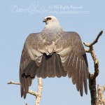 A sunbathing Mississippi Kite