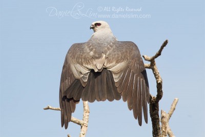 A sunbathing Mississippi Kite