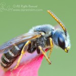 Sweat Bee (Halictus) on Red Leaf