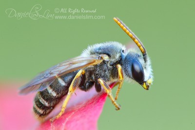 Sweat Bee (Halictus) on Red Leaf