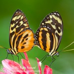 Tiger Longwing Butterflies Mating