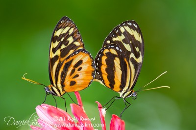 Tiger Longwing Butterflies Mating