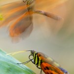 The Mating Dance of Tiger Longwing Butterfly