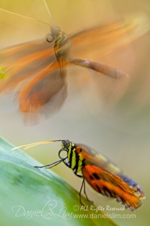 The Mating Dance of Tiger Longwing Butterfly