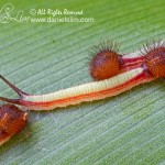 A trio of baby Owl Caterpillar