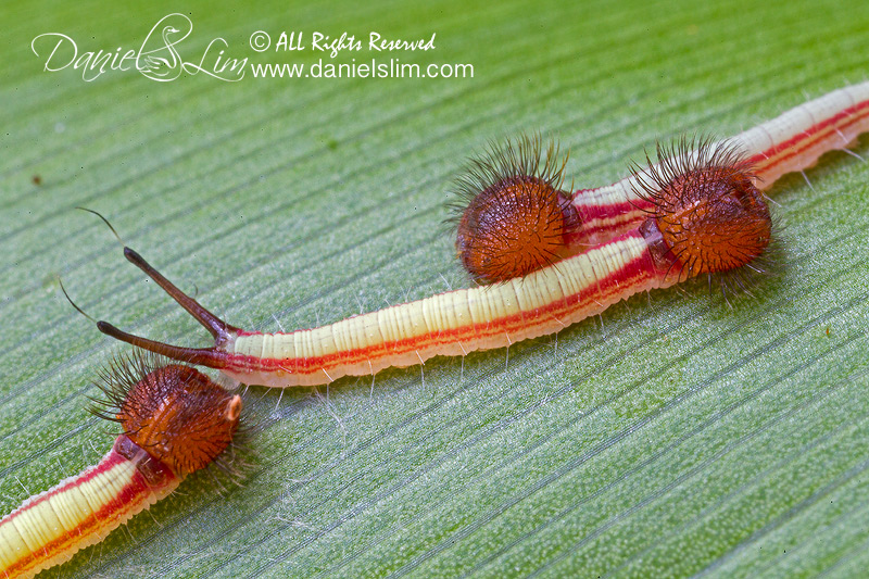 A trio of baby Owl Caterpillar