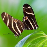 Zebra Longwing Butterfly Mating