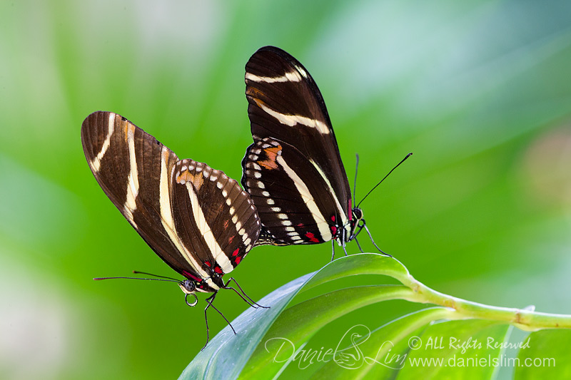 Zebra Longwing Butterfly Mating