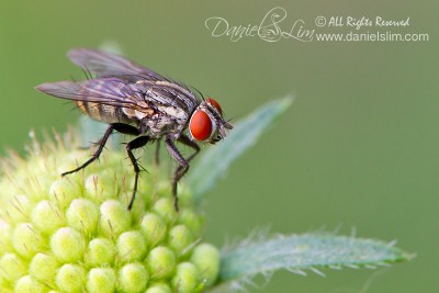 Common fly perched on Scabiosa bud