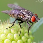 Common fly perched on Scabiosa bud