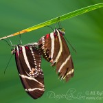 Zebra Longwing Butterfly Mating