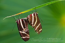 Zebra Longwing Butterfly Mating
