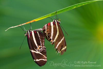 Marbled white butterflies mating - Stock Image - C021/8048 - Science Photo  Library