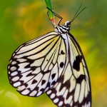 Paper Kite Butterfly with Fiery background