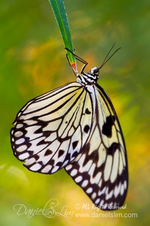 Paper Kite Butterfly with Fiery background