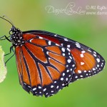 Queen Butterfly on a Leaf