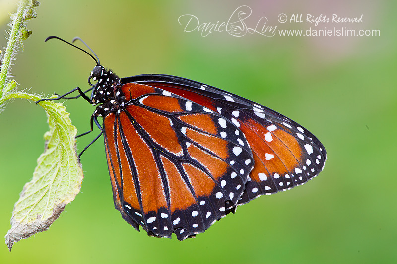 Queen Butterfly on a Leaf