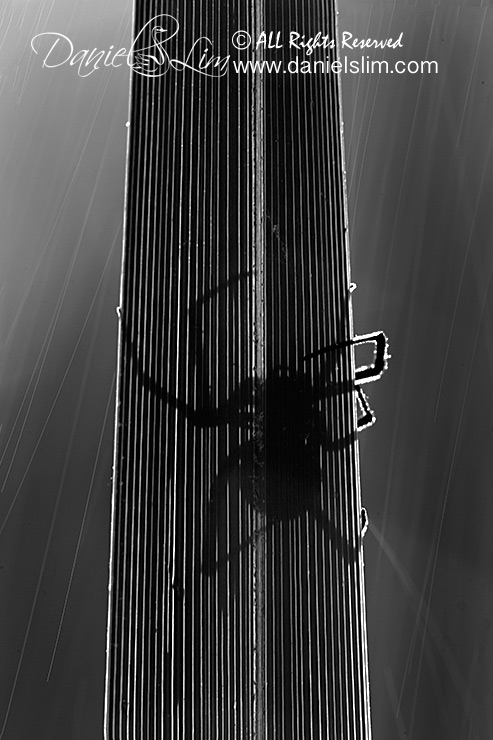 Backlit, Raindrops and a Spider