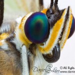 White Morpho Butterfly Headshot