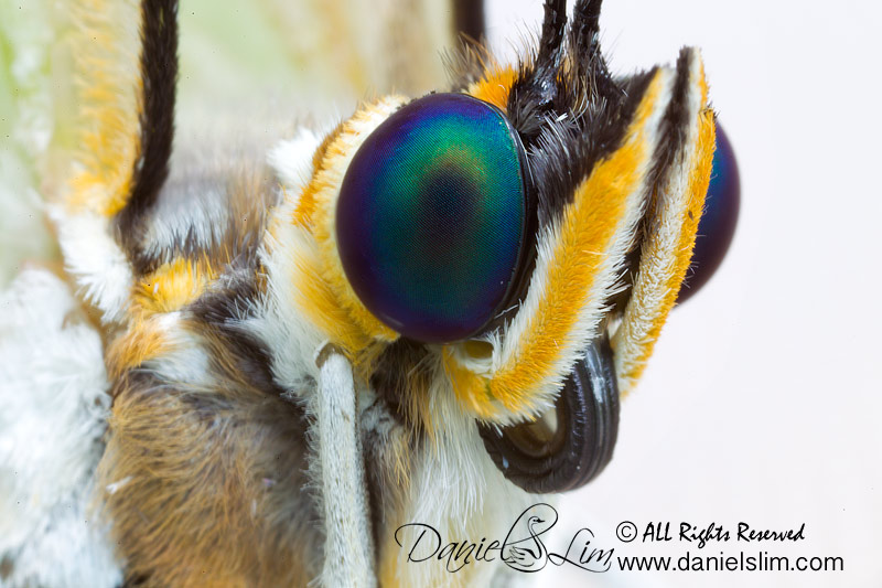 White Morpho Butterfly Headshot