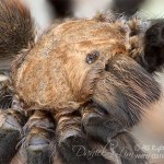 Wichita Mountains Red Tarantula - Close Up