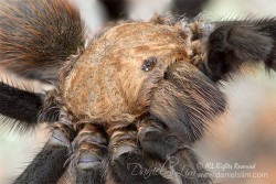 Wichita Mountains Red Tarantula - Close Up