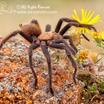 Wichita Mountains Red Tarantula in Habitat