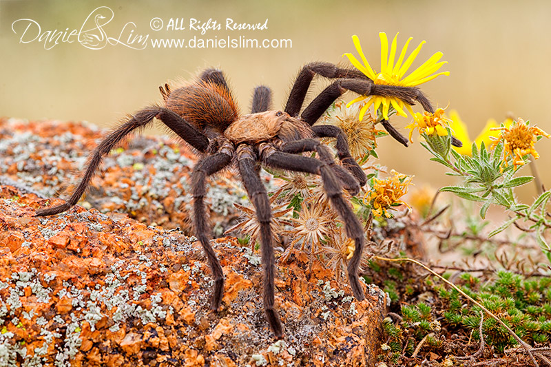 Wichita Mountains Red Tarantula in Habitat