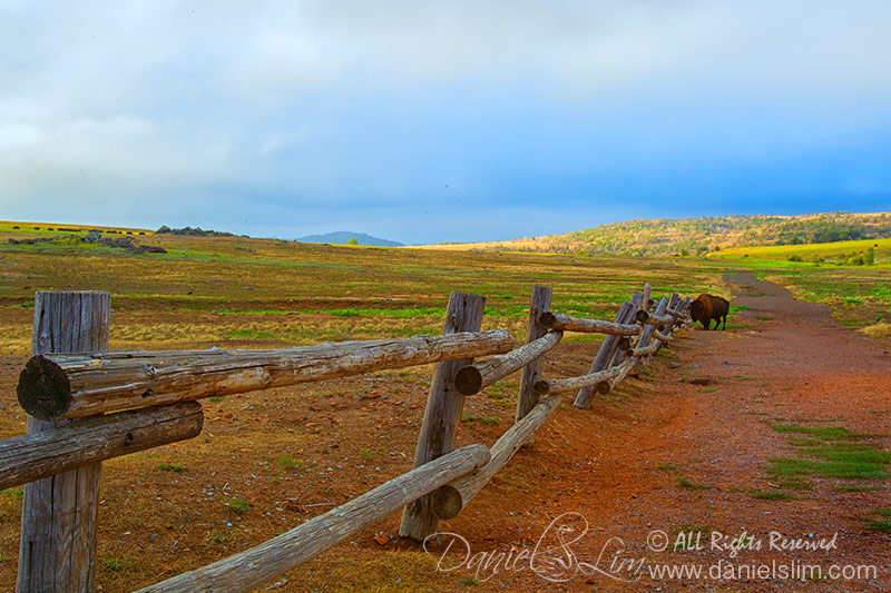 A lone Bison at Wichita Mountains Prairie Field