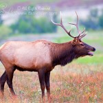 Bugling Bull Elk at Wichita Mountains