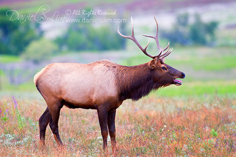 Bugling Bull Elk at Wichita Mountains