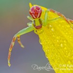 Flower spider -  Swift Crab Spider