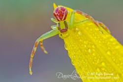 Flower spider -  Swift Crab Spider