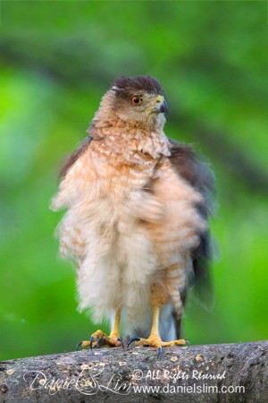 Female Cooper Hawk with Ruffled Feather