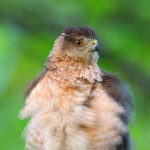 Female Cooper Hawk with Ruffled Feather