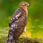 Fledgling Cooper's Hawk