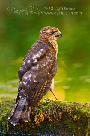 Fledgling Cooper's Hawk