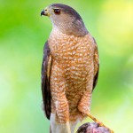 Male Cooper's Hawk with a Prey