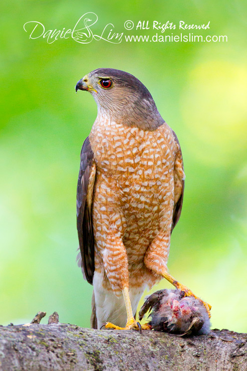 Male Cooper's Hawk with a Prey