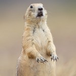 Black-Tailed Prairie dog at Wichita Mountains