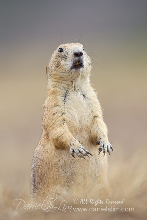 Black-Tailed Prairie dog at Wichita Mountains