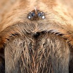 Wichita Mountains Red Tarantula - Headshot (Chelicerae)