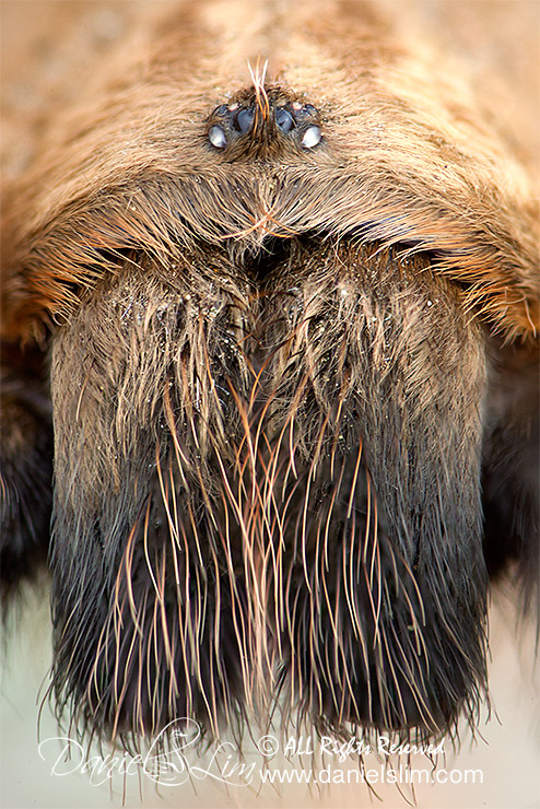 Wichita Mountains Red Tarantula - Headshot (Chelicerae)