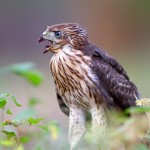 Fledgling Cooper’s Hawk Calling