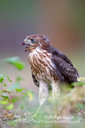 Fledgling Cooper’s Hawk Calling